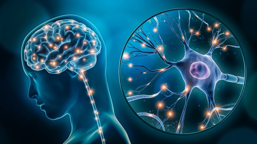 Neuronen